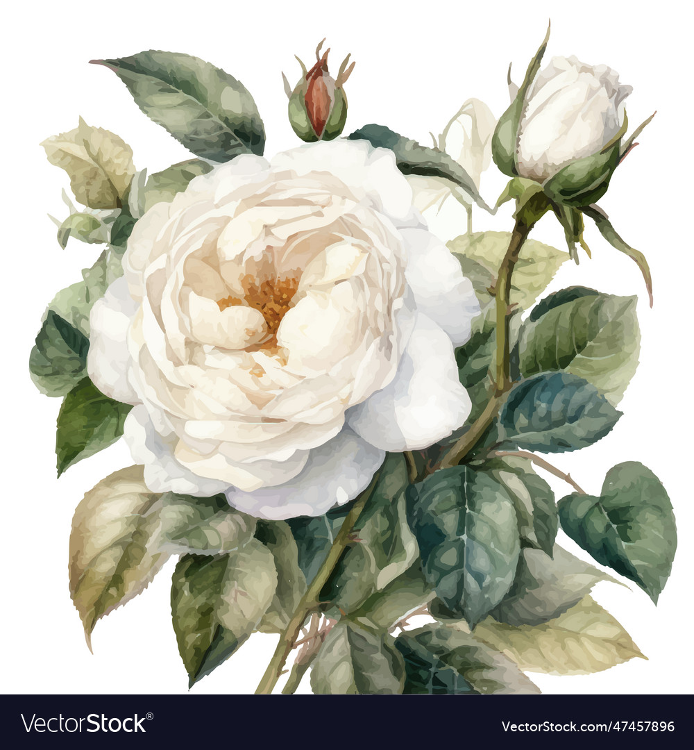 Watercolor botanical of rose for you design