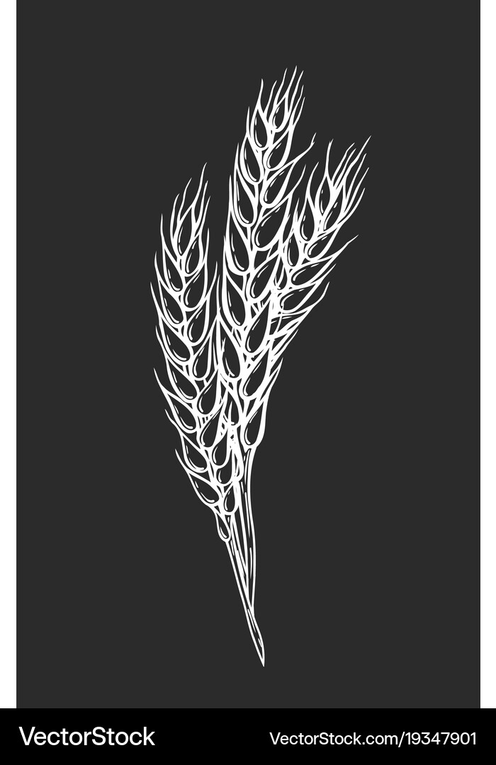 Wheat bread ears Royalty Free Vector Image - VectorStock