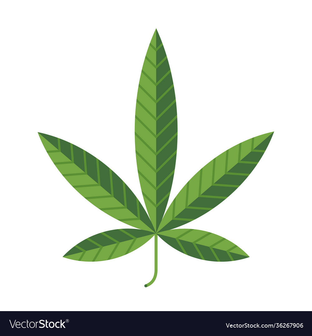 Hemp leaf symbol isolated on white