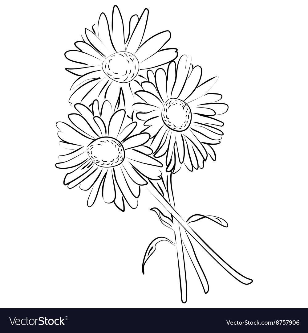 Ink Camomile Sketch