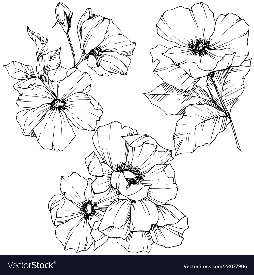 Rosa canina flower black and white vector image Rosa canina flower black and white