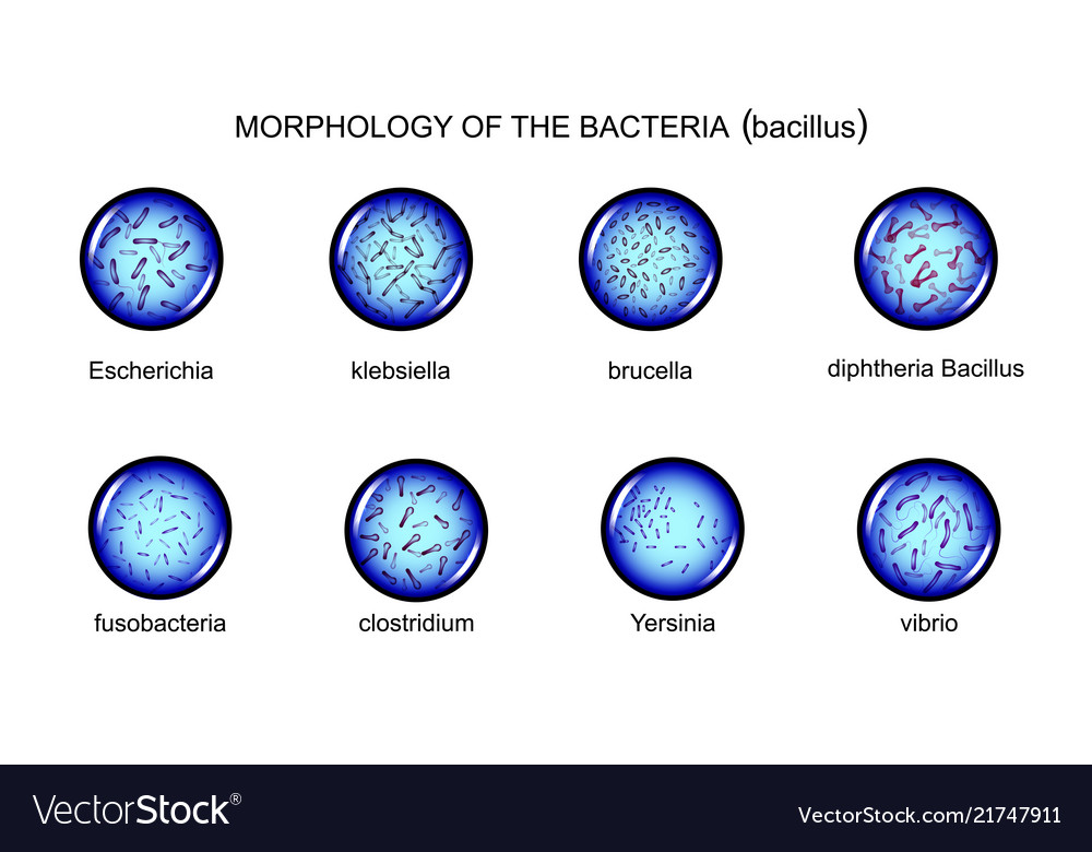 Morphology rod-shaped bacteria Royalty Free Vector Image