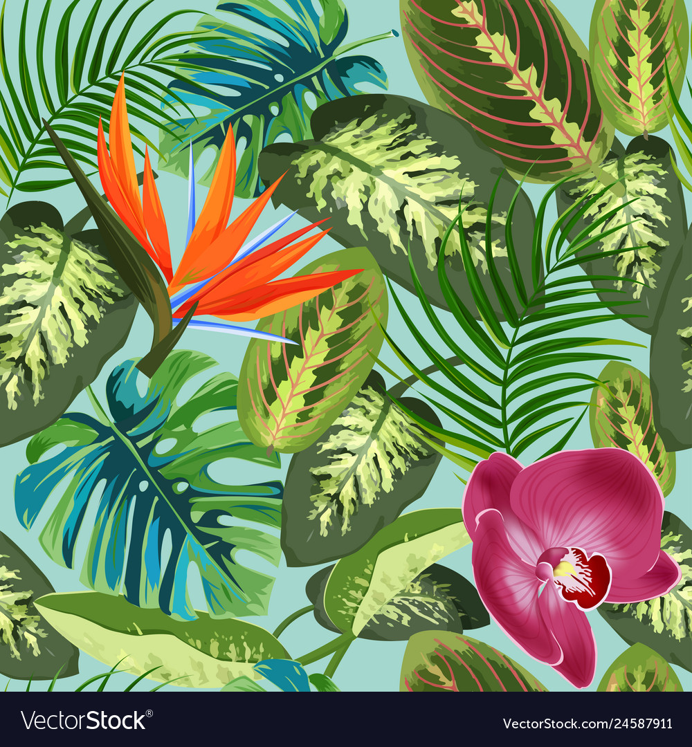 Tropical leaves of palm trees dieffenbachia Vector Image