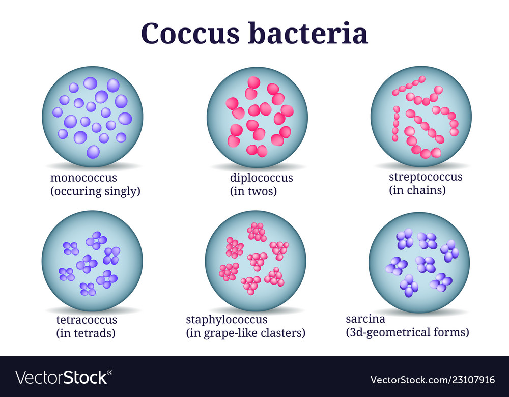 cocci bacteria under microscope