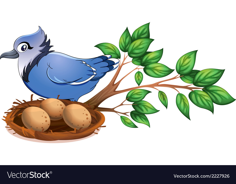 A blue bird at branch a tree with a nest Vector Image