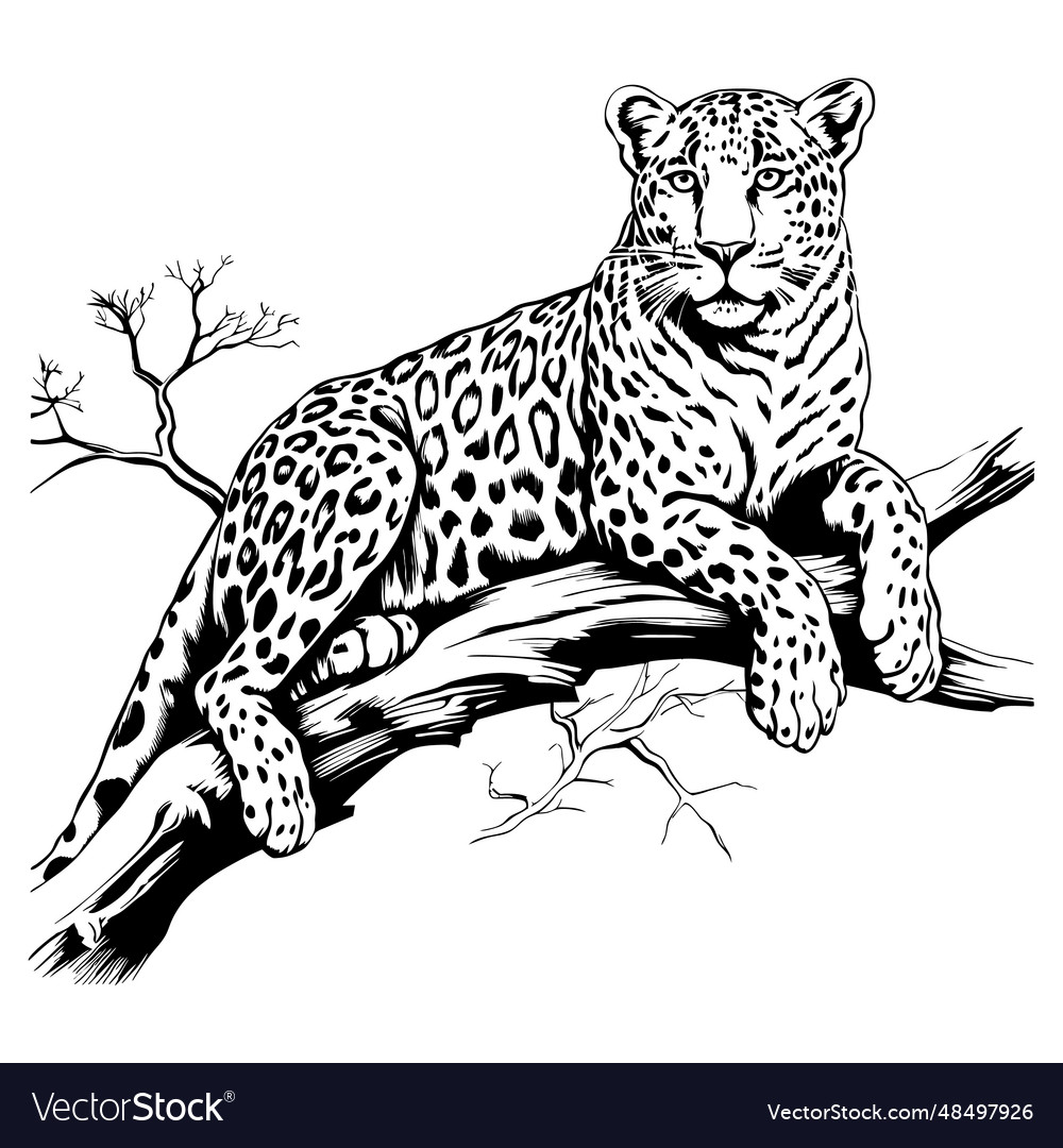 Leopard lying on a tree branch line art ai vector image Leopard lying on a tree branch line art ai
