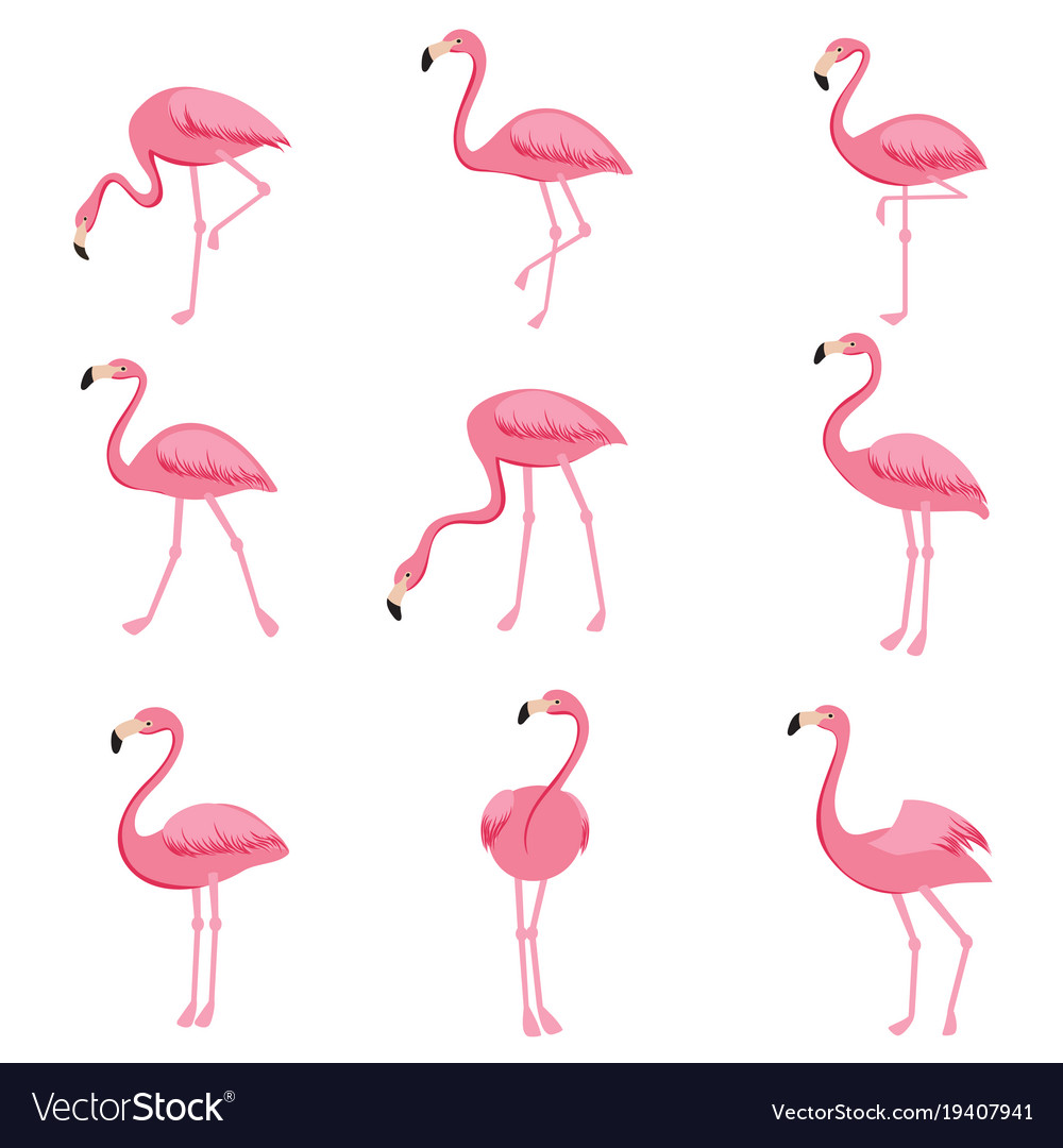 pink baby flamingo cartoon