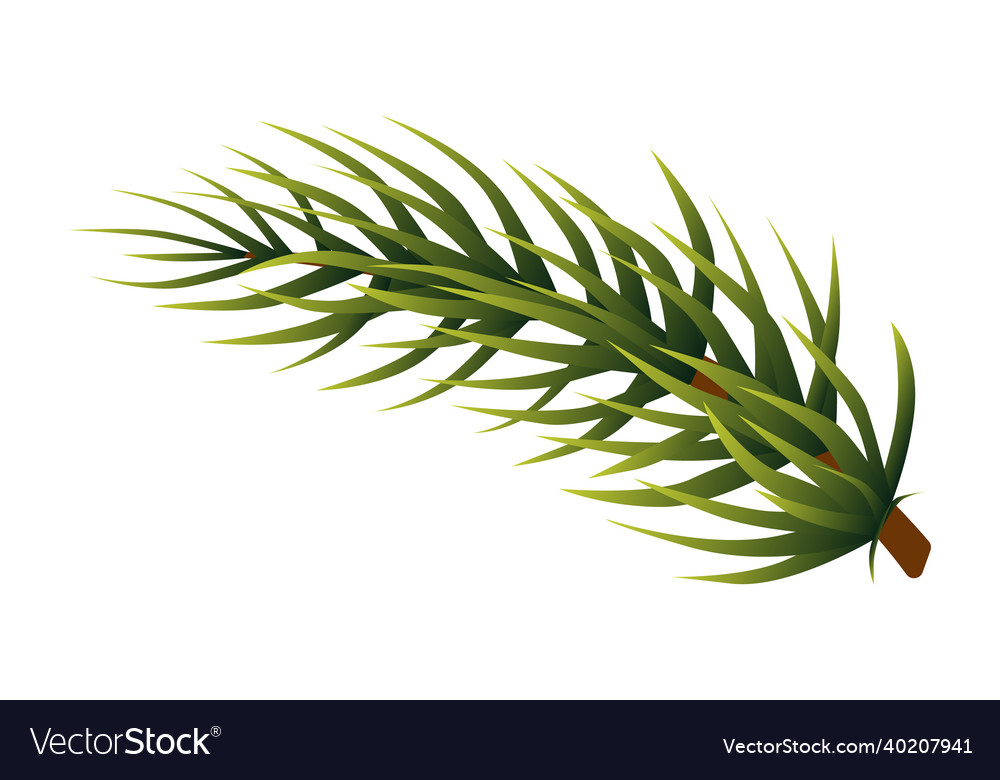 Conifer branch evergreen tree needles pine Vector Image