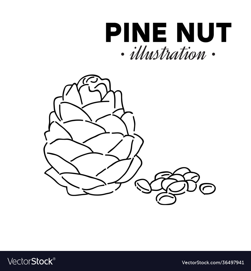 Hand drawn pine nut