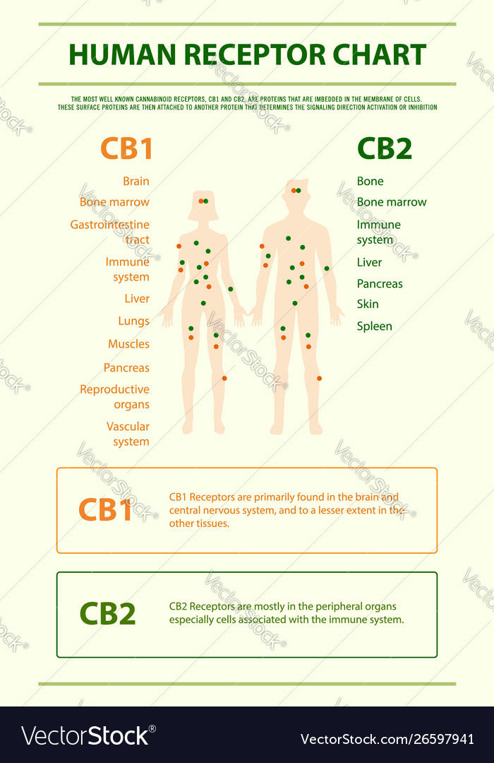 Human receptor chart vertical infographic Vector Image