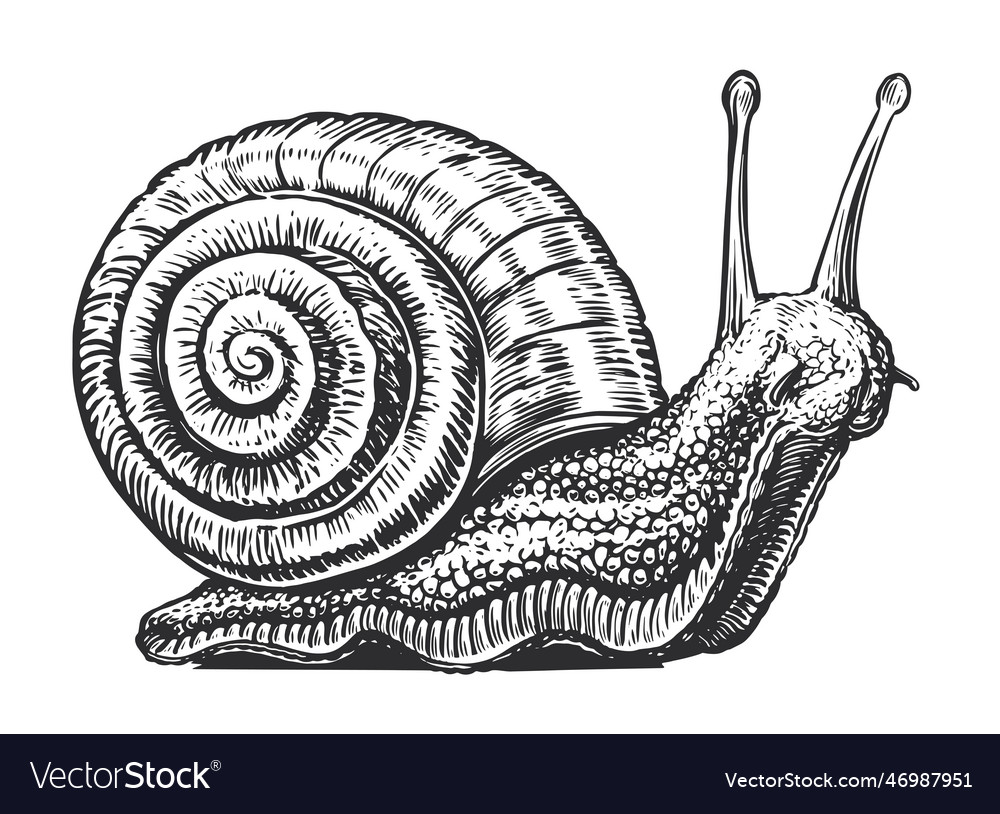 Big snail crawling sketch invertebrate animal Vector Image