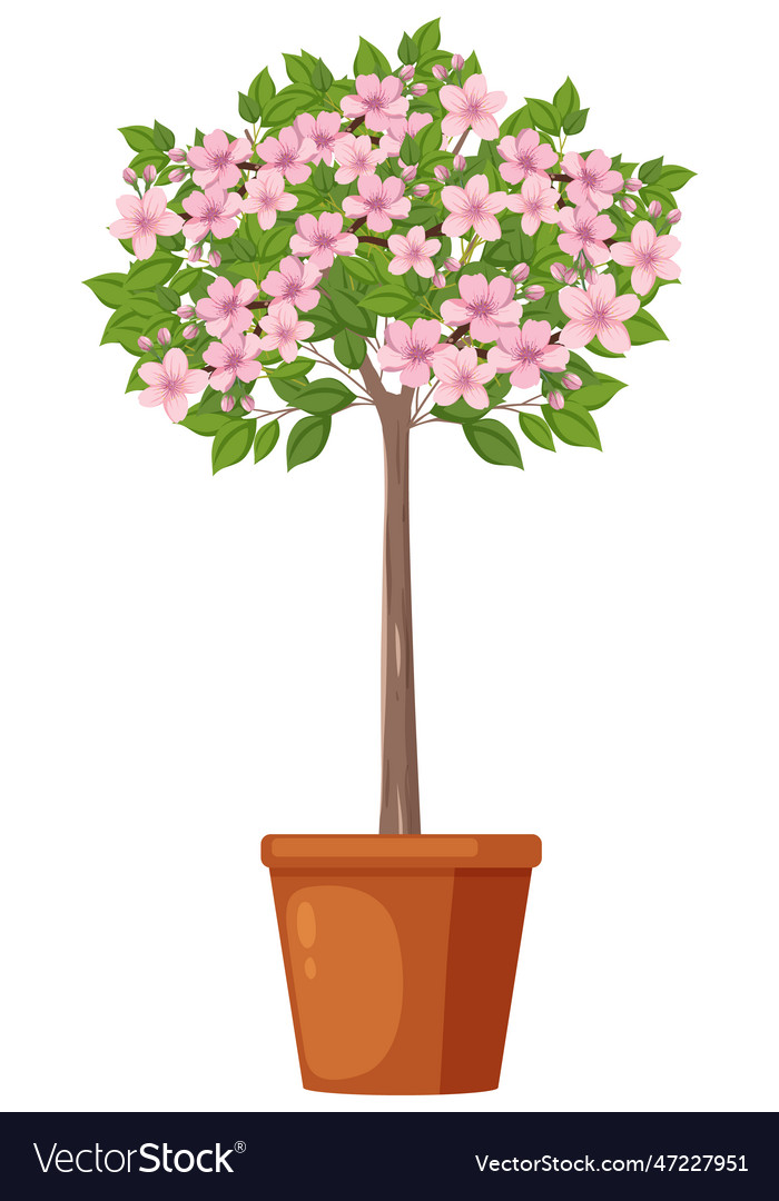 Cherry blossom flower Royalty Free Vector Image