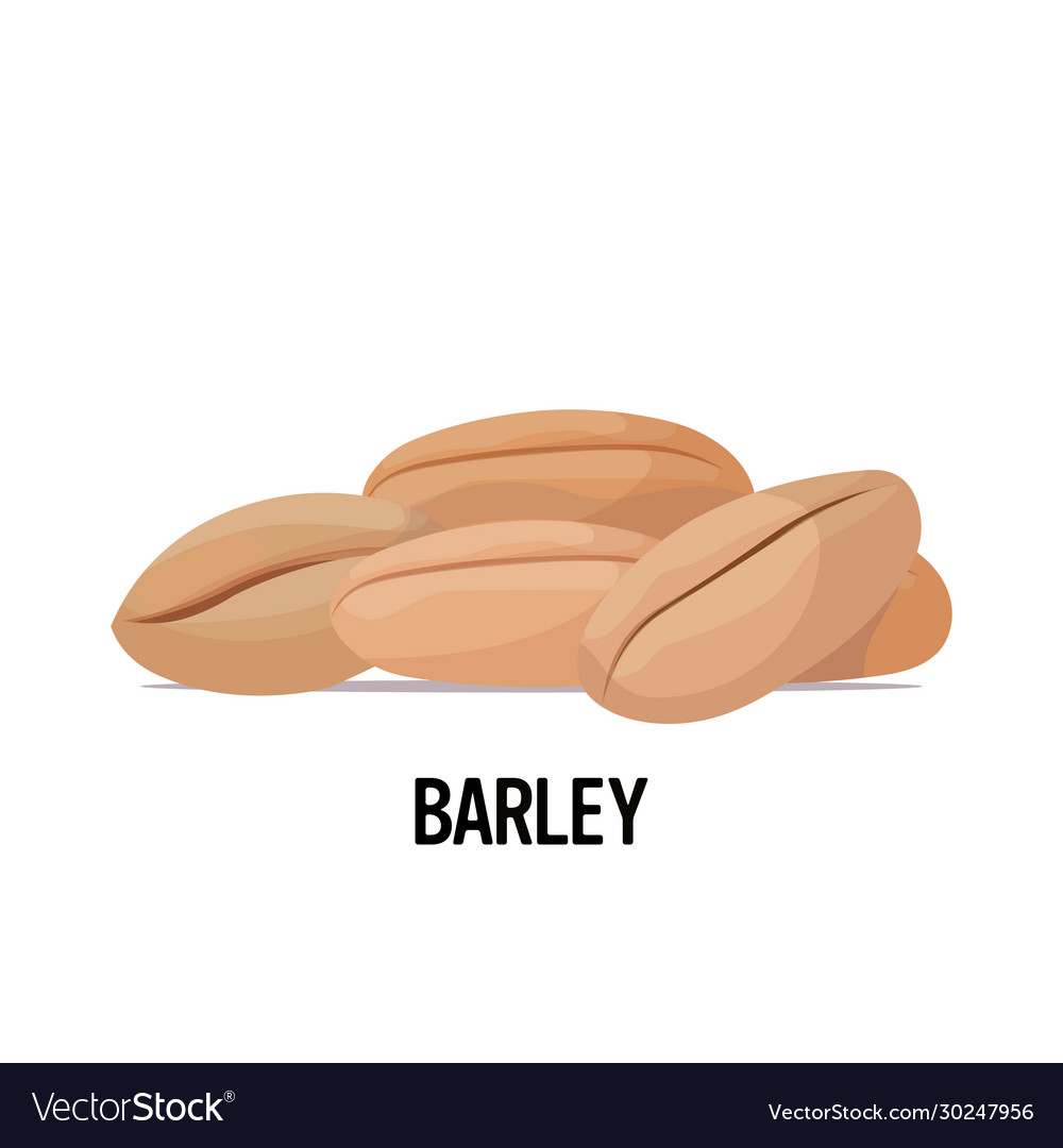 Barley seeds organic healthy vegetarian food vector image Barley seeds organic healthy vegetarian food