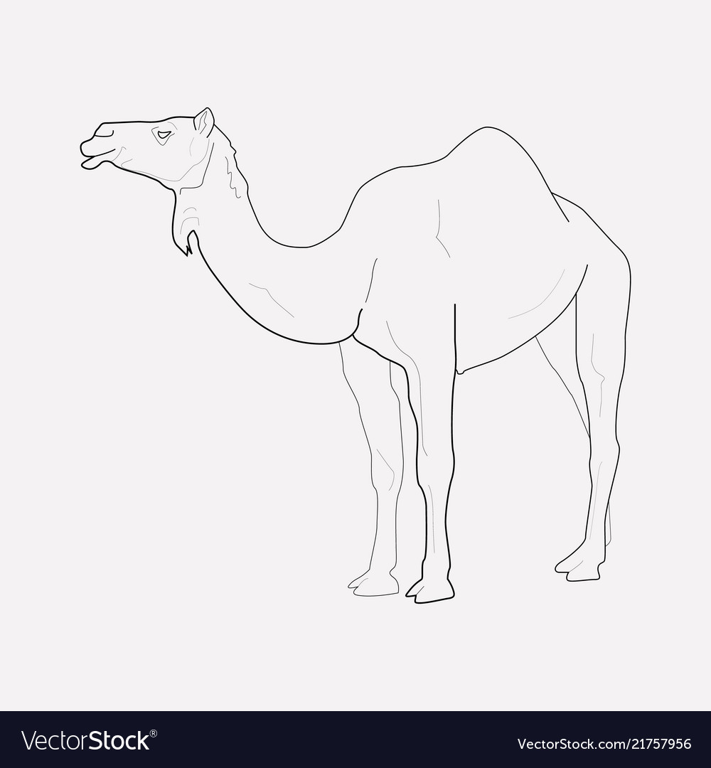 Camel icon line element
