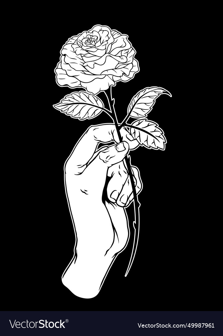 Hand holding rose drawn on black background Vector Image