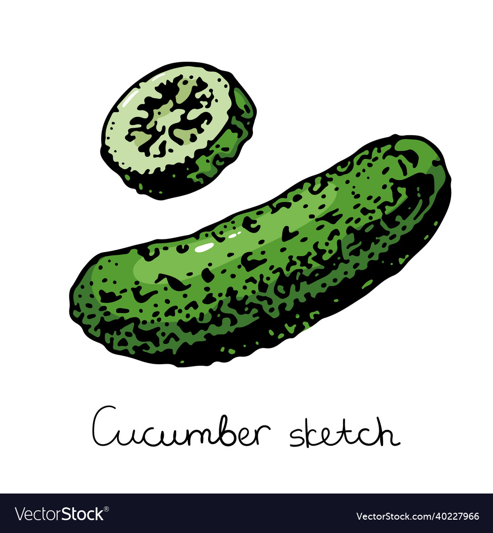 Fresh cucumber half and sliced