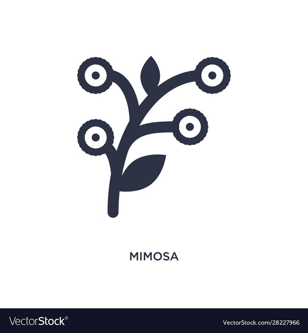 Mimosa icon on white background simple element