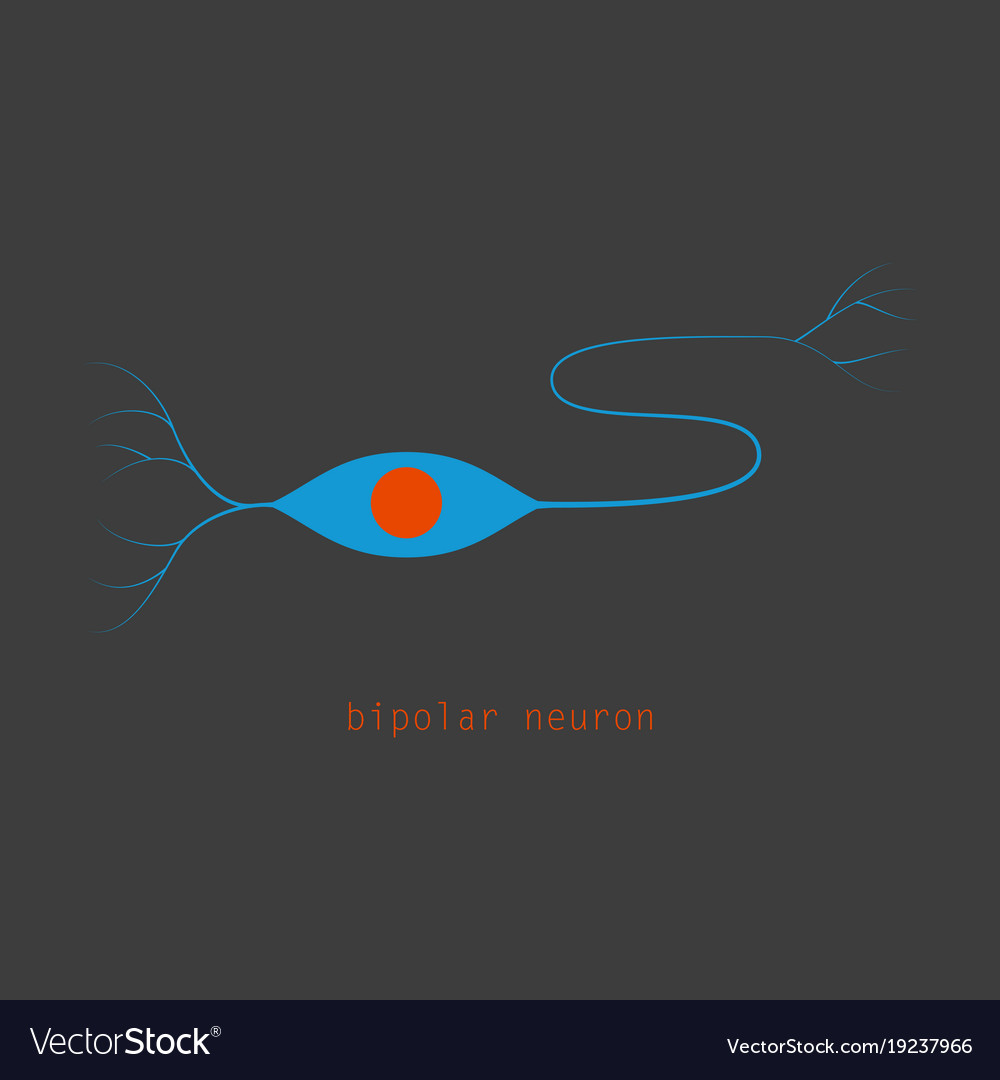 Structure of a motor neuron