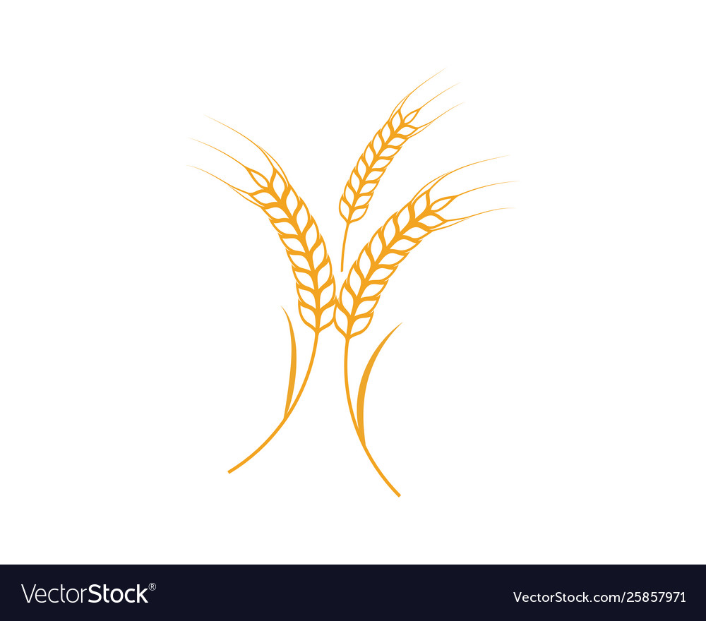 Agriculture wheat template icon design