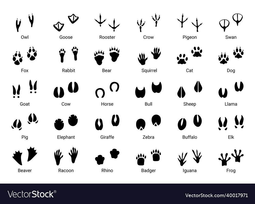 Animal footprint black silhouettes of different Vector Image