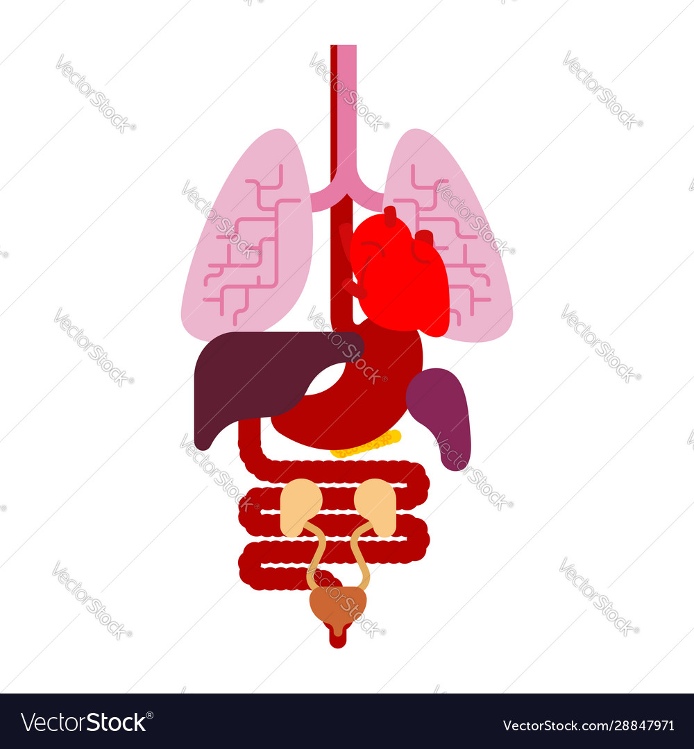 Human anatomy organs internal systems man body