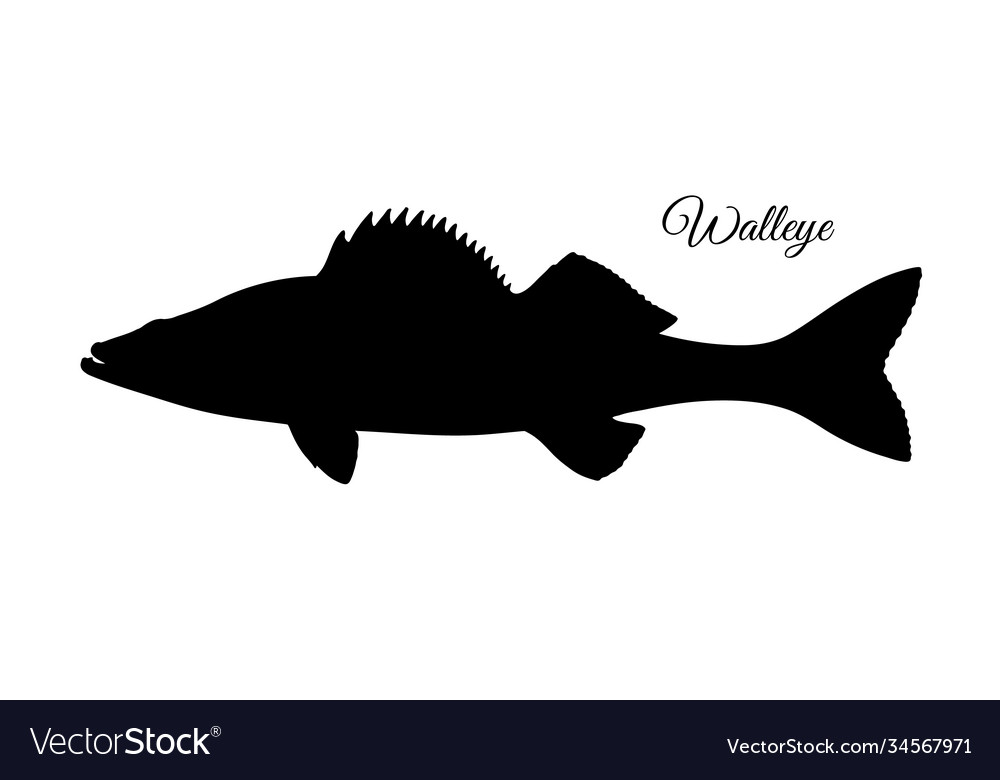 Walleye fish silhouette Royalty Free Vector Image