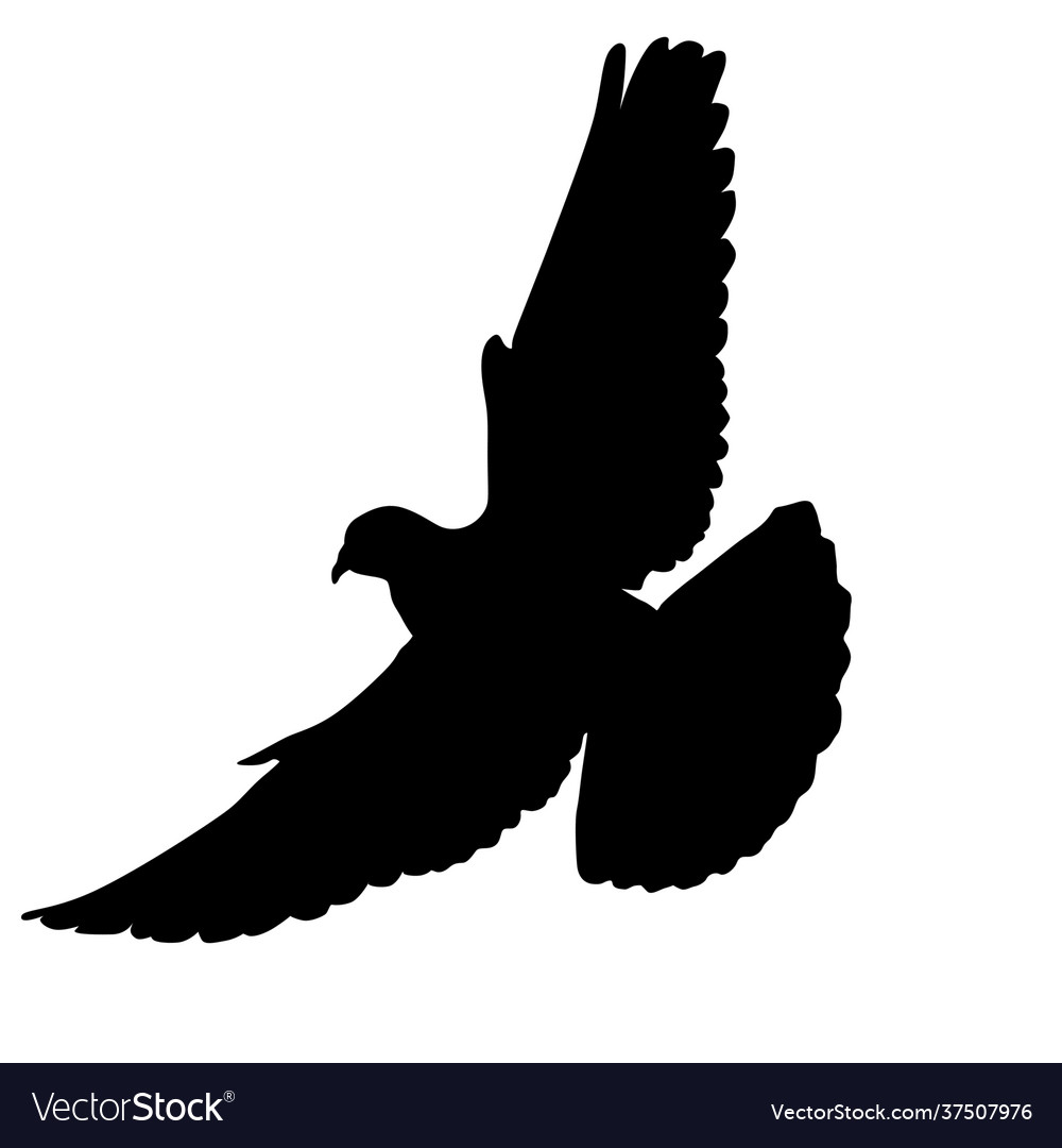 Flying dove on white Royalty Free Vector Image