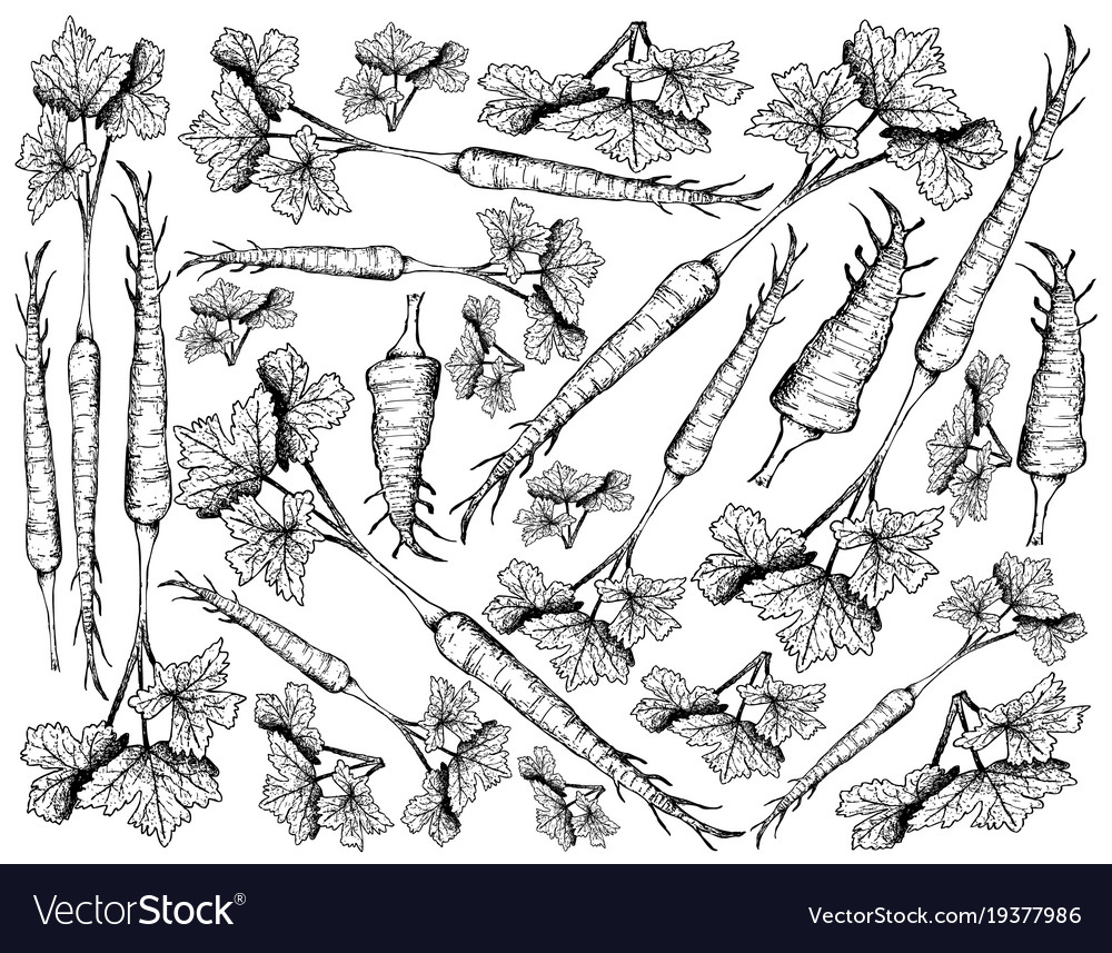 Hand drawn of parsnip on white background