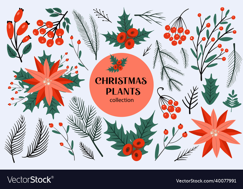 Christmas set of plants with flowers spruce