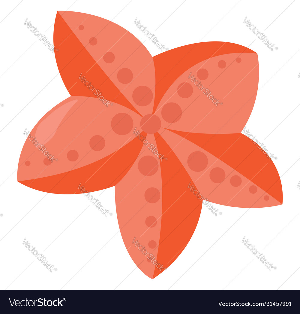 Seastar red on white background