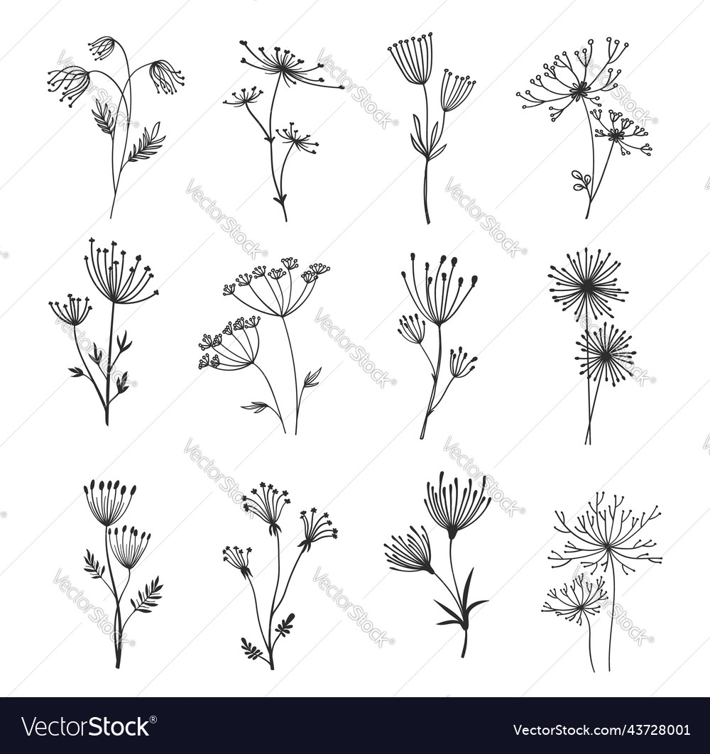 Outline Floral Field Herb Twigs And Sprigs Set Vector Image