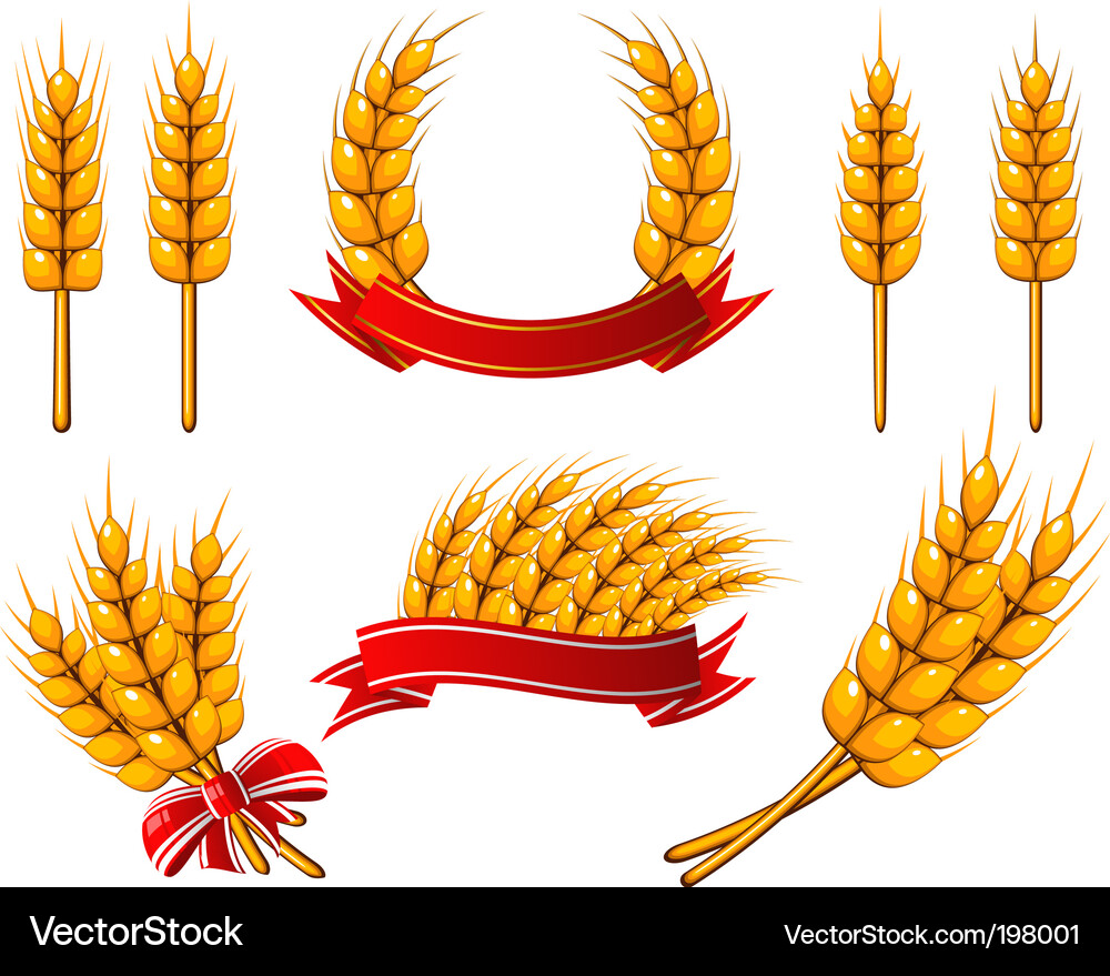 Wheat Icon Set Royalty Free Vector Image - VectorStock