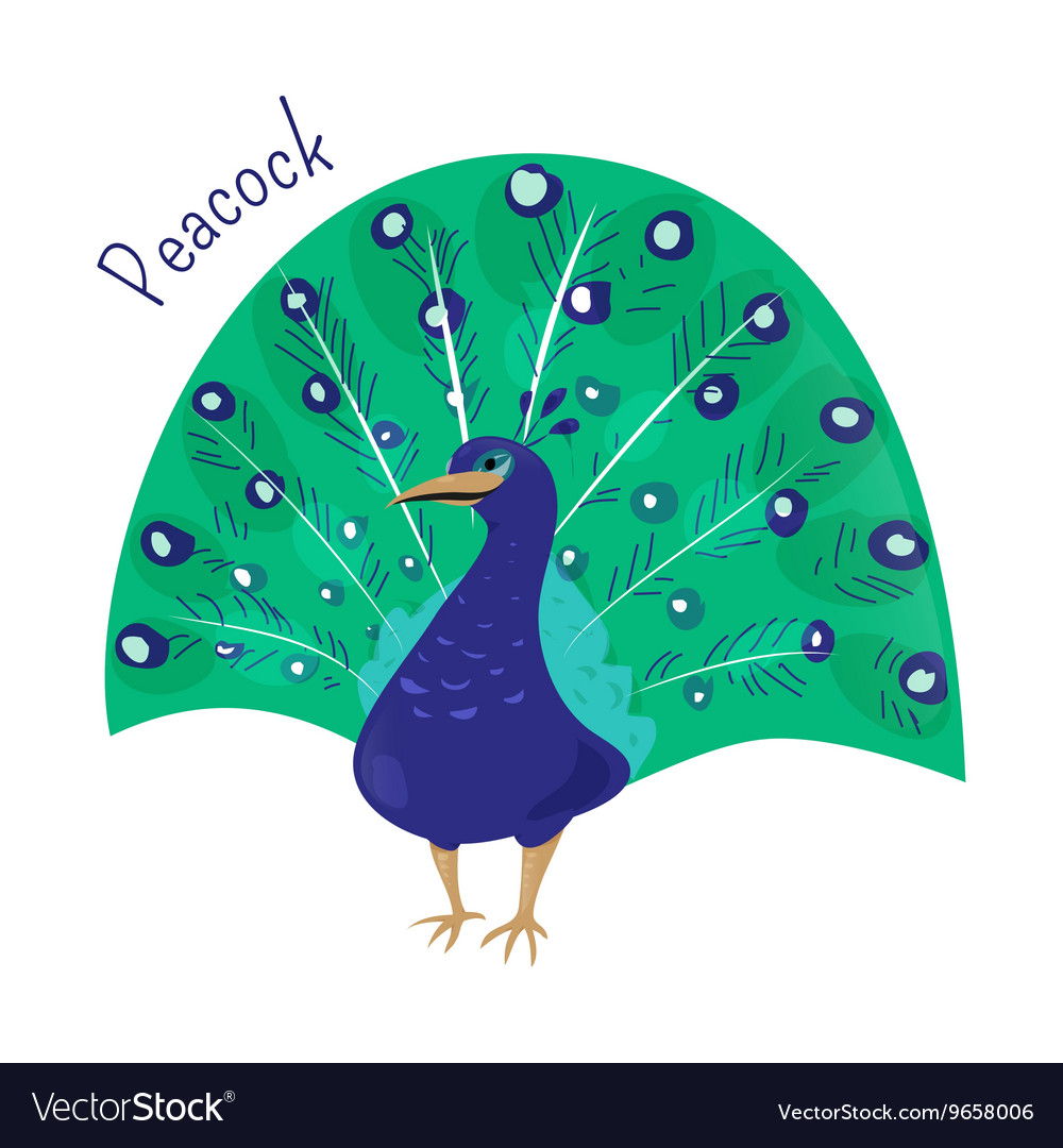 Cartoon peacock isolated on white Royalty Free Vector Image Cartoon peacock isolated on white Royalty Free Vector Image