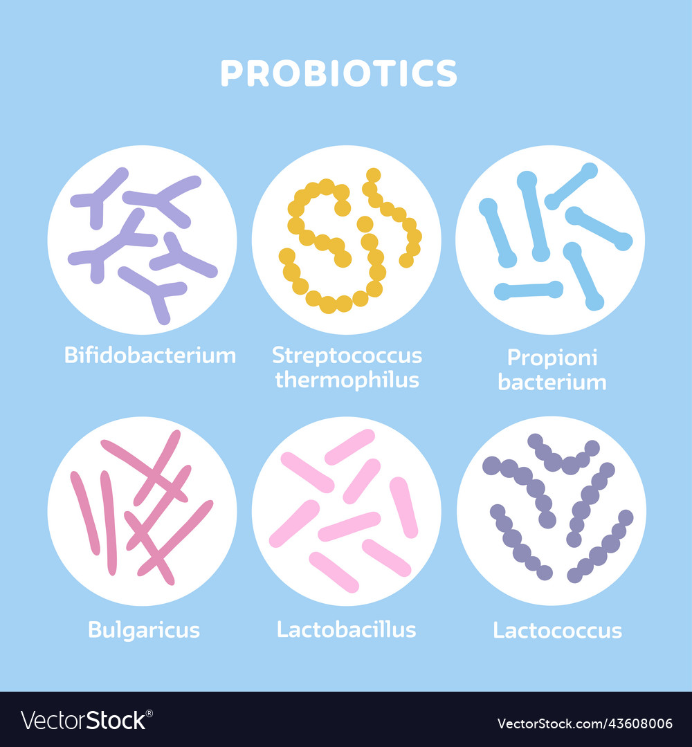 Probiotics Bacteria Set Gut Microbiota Royalty Free Vector