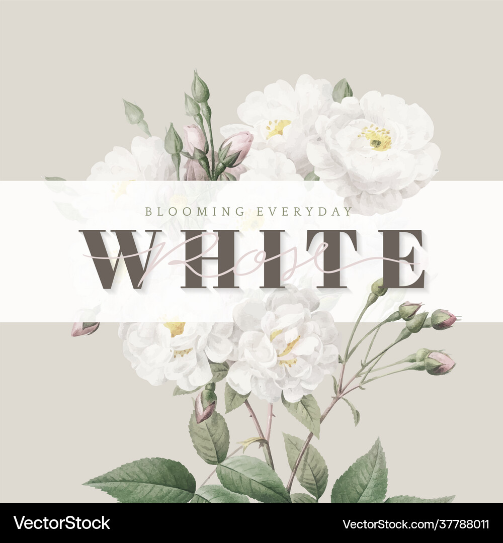 White roses inspirational card design Royalty Free Vector