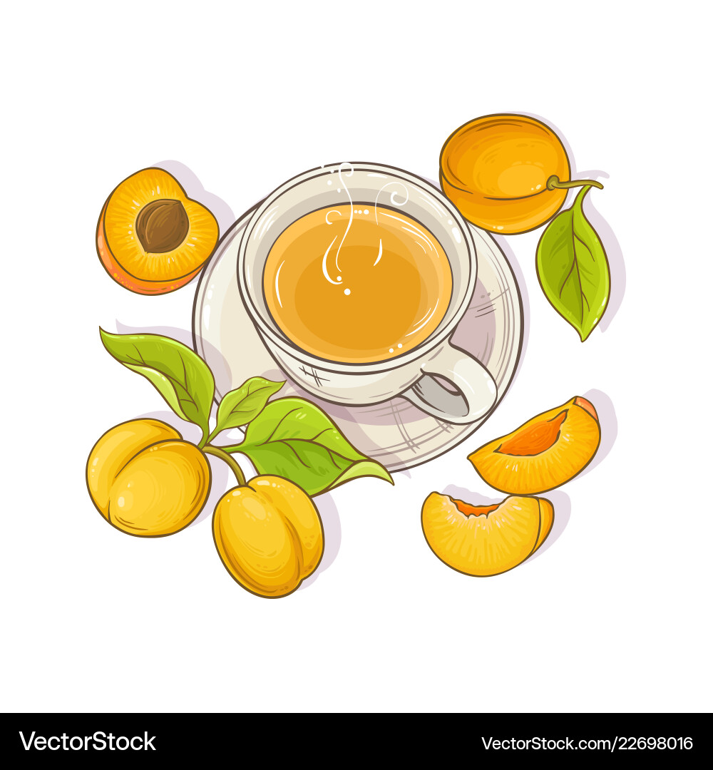 Apricot tea Royalty Free Vector Image - VectorStock