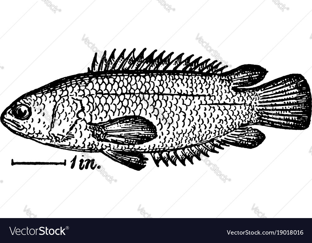 Climbing Perch - Vintage Fish Drawing