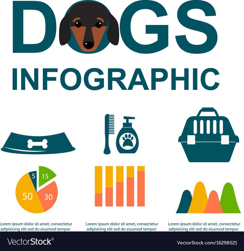 Dachshund dog playing infographic elements Vector Image