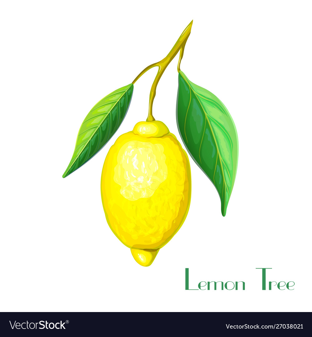 Realistic lemon tree branch with yellow