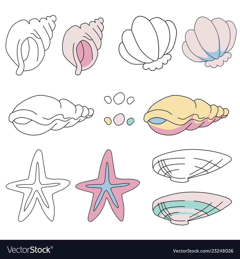 Set of seashells elements vector image Set of seashells elements
