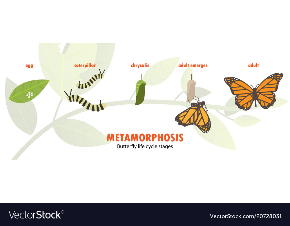 metamorphosis