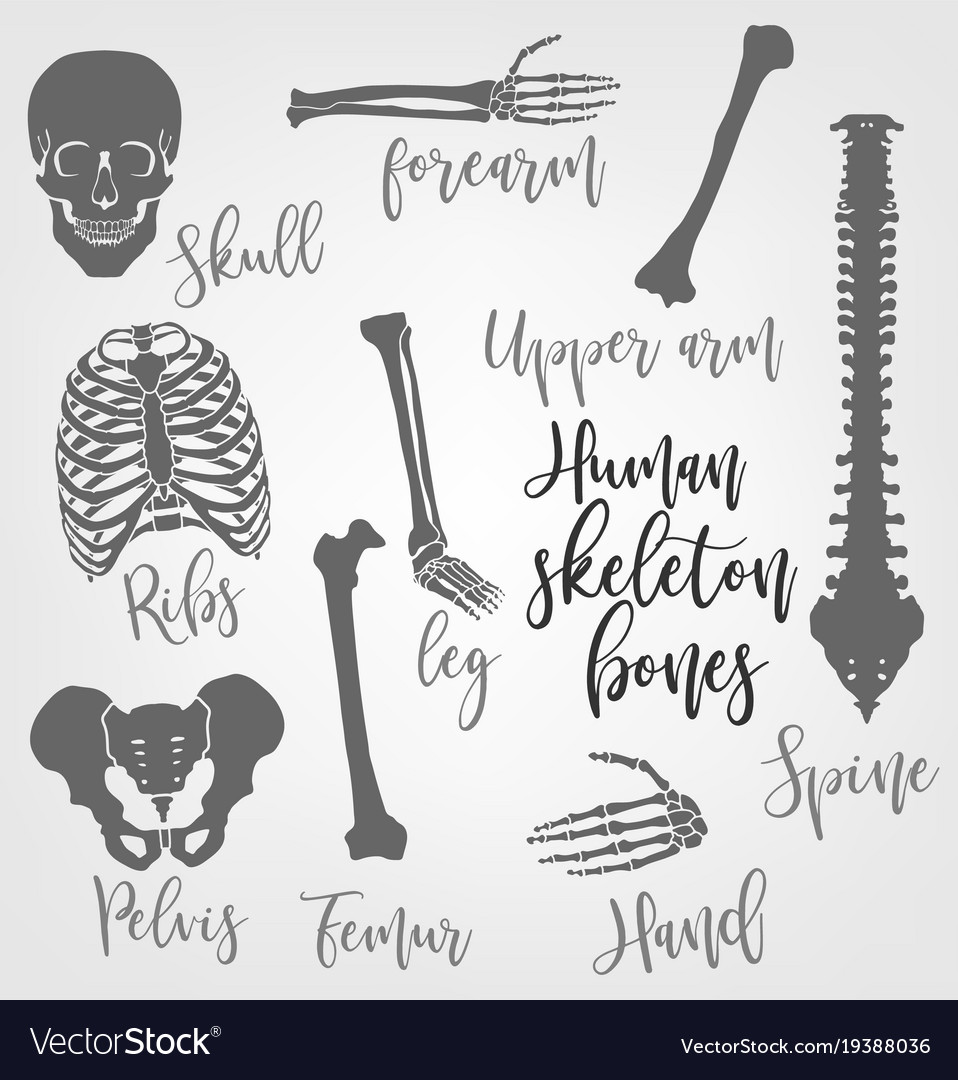 Human skeleton bones Royalty Free Vector Image