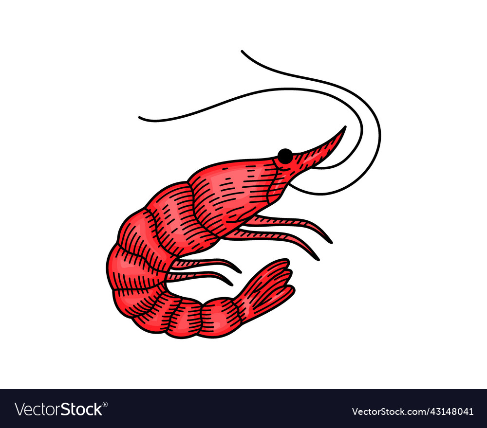 Colored shrimp in engraved style