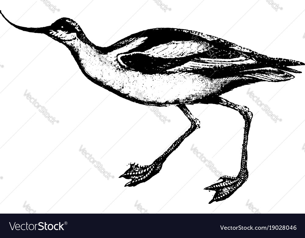 Avocet Vintage