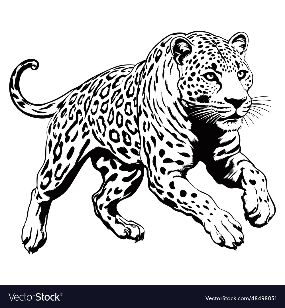 Attack leopard lines abstract