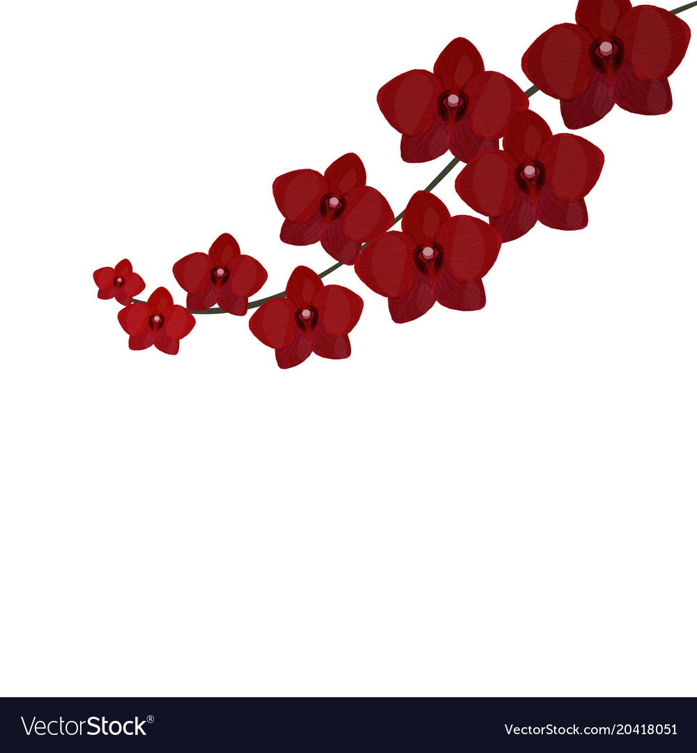 Branch Orchids Beautiful Burgundy Red Royalty Free Vector Branch Orchids Beautiful Burgundy Red Royalty Free Vector