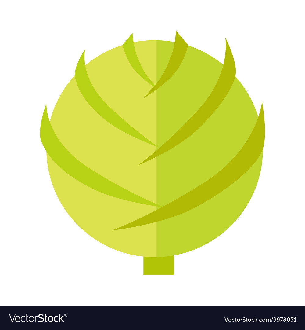 Cabbage in flat style design