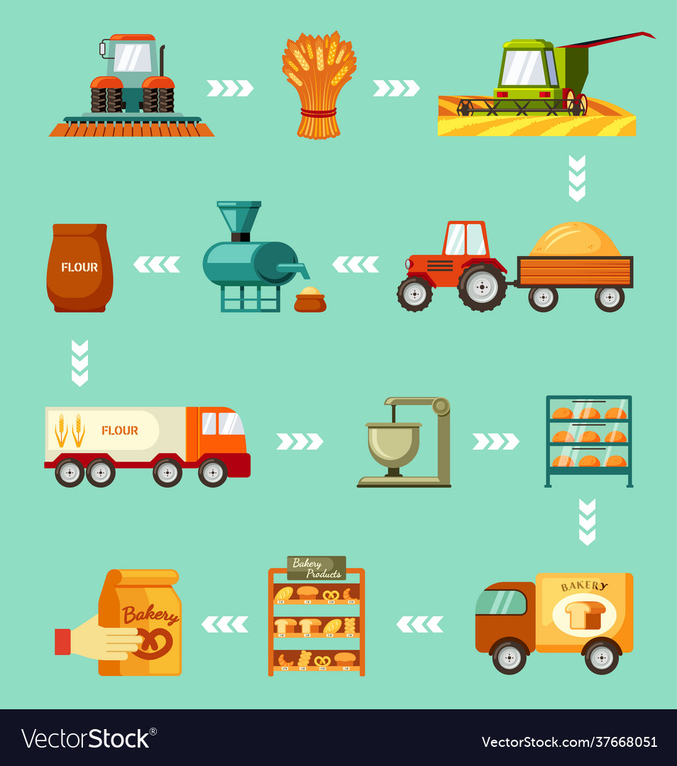 Grain harvesting and baking steps set sowing Vector Image