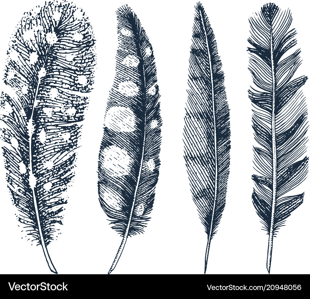 Set rustic realistic feathers different Royalty Free Vector