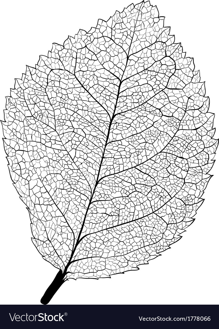 Leaf skeleton